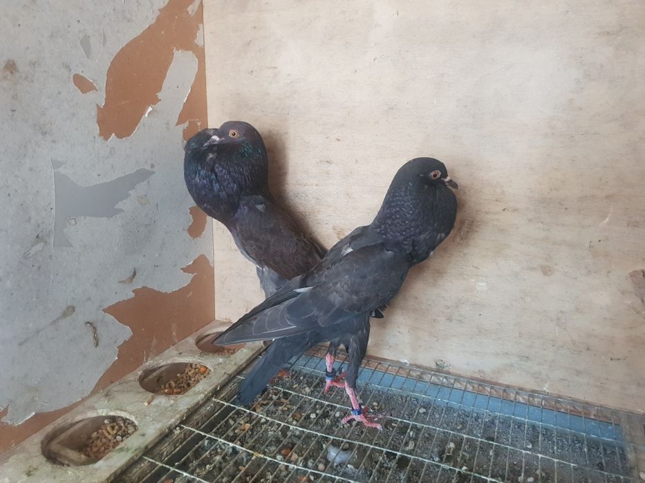 Casal pombos Galinha de Malta