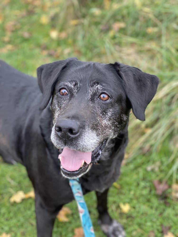 Ksena - sunia w typie labradora do adopcji