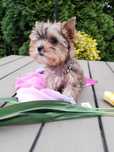 Yorkshire Terrier Ocean Pearl Mini Laleczka