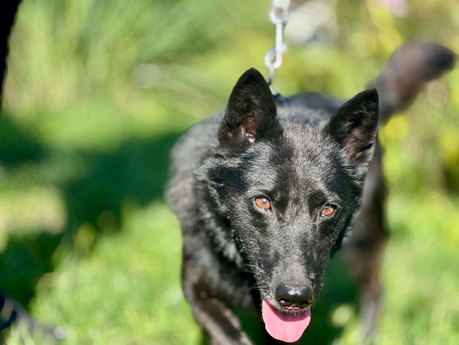 Flapi to taki mały batonik Brauni–słodki, kochany i poprawiający humor