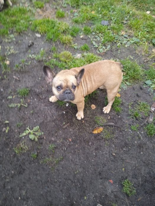 Взрослые девочки французский бульдог