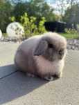 MINI LOP królik karzełek miniaturka ZAREJESTROWANA HODOWLA