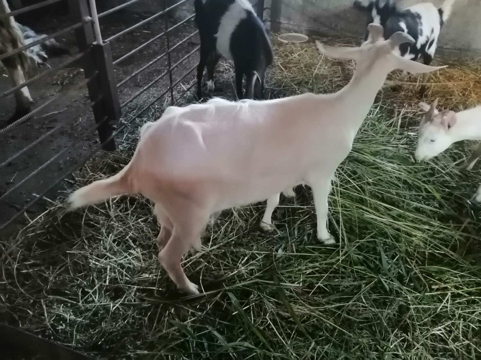 Заанівська дійна коза