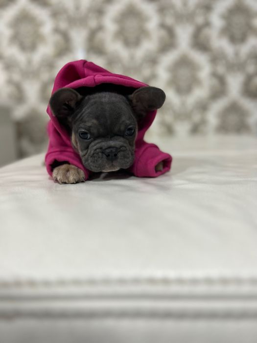 Дівчинка французького бульдогу