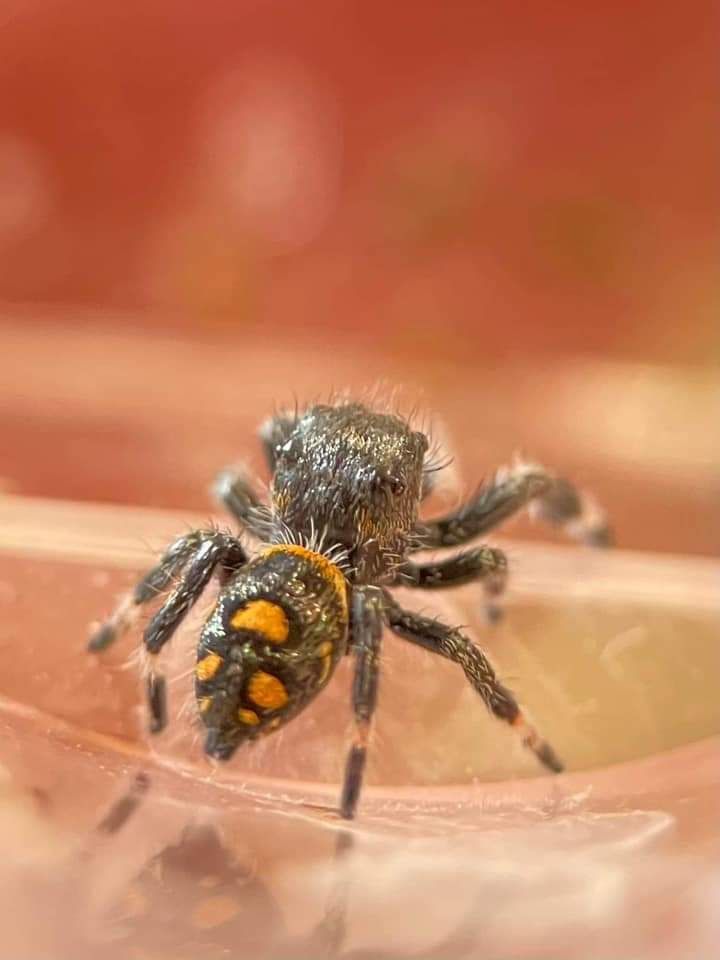 Skakun królewski L3/L4/L5/L6 phidippus regius SOROA + gratisy
