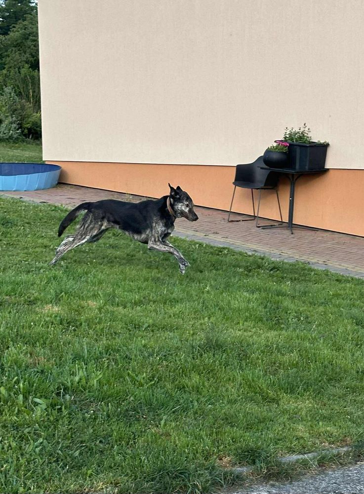 Bagi w typie charta szuka domu z ogrodem