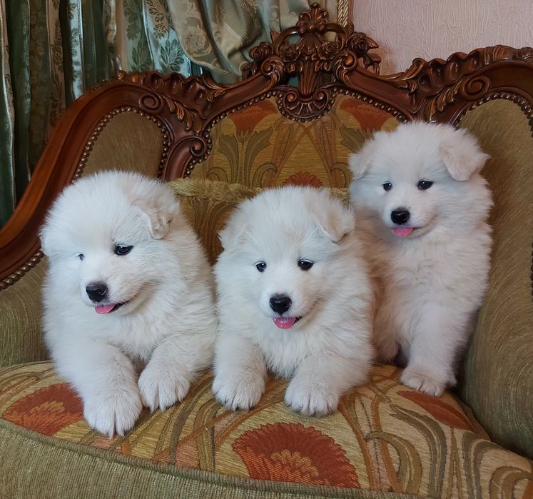 Самоїд, цуценя самоїда