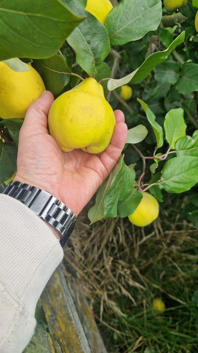 Pigwa gruszkowa 100kg