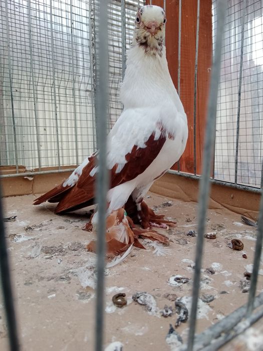 Gołębie ozdobne motyl warszawski czerwony samiec 25