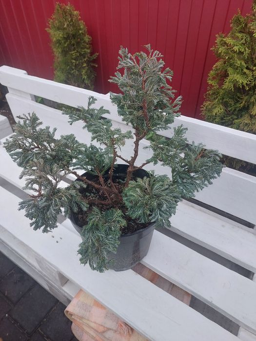 Бонсай, черенки хризантема мультифлора