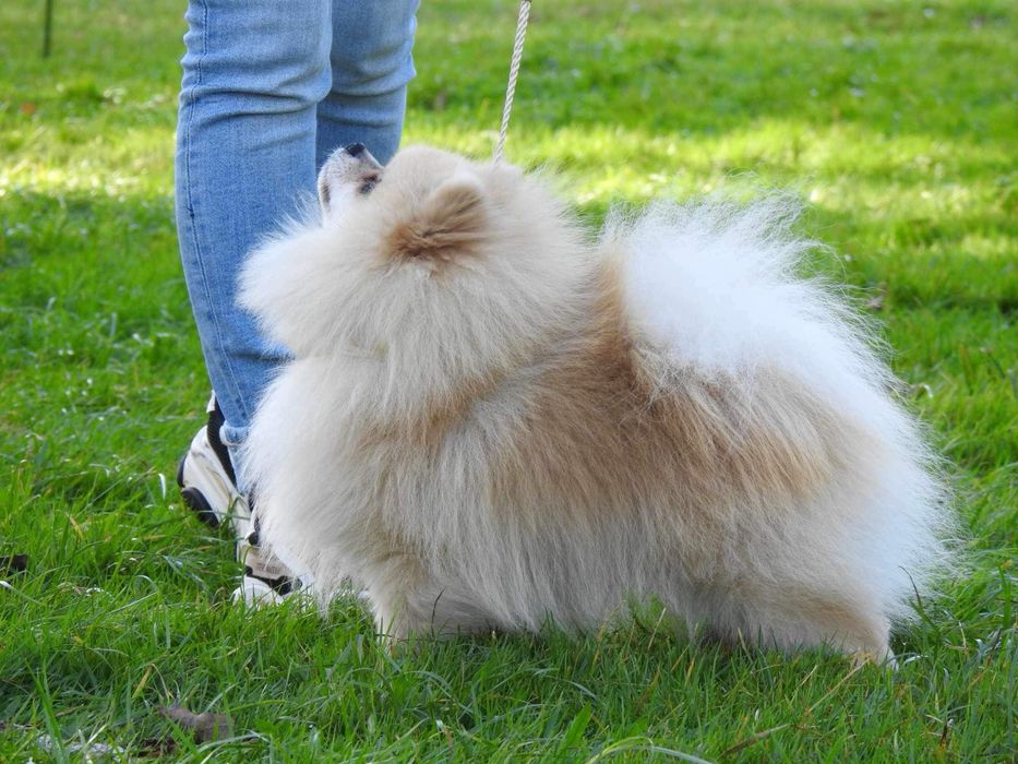 REPRODUKTOR szpic miniaturowy pomeranian fci