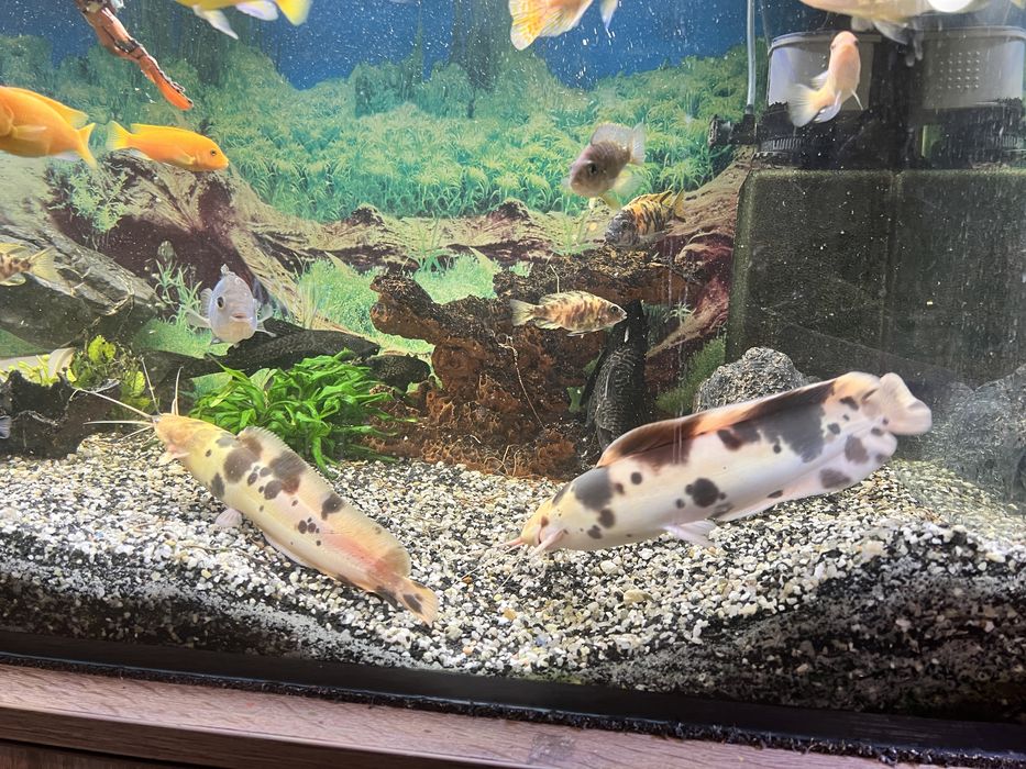 Sumy  - 25/30 cm. Oddam