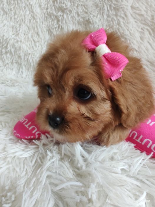 ***Cavapoo Suczka ***