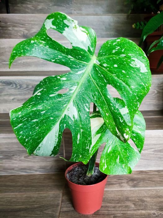 Monstera Thai constellation