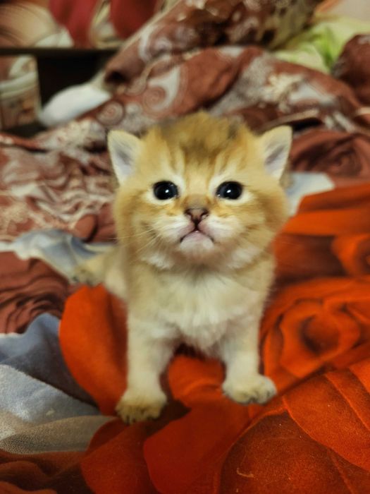 Бронь.Хлопчик золота шиншилла.