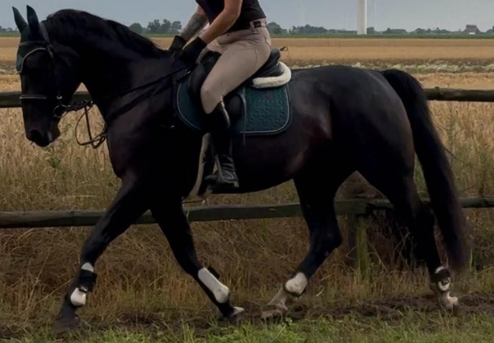 Urokliwa klacz dla każdego-idealna do rekreacji oraz małego sportu
