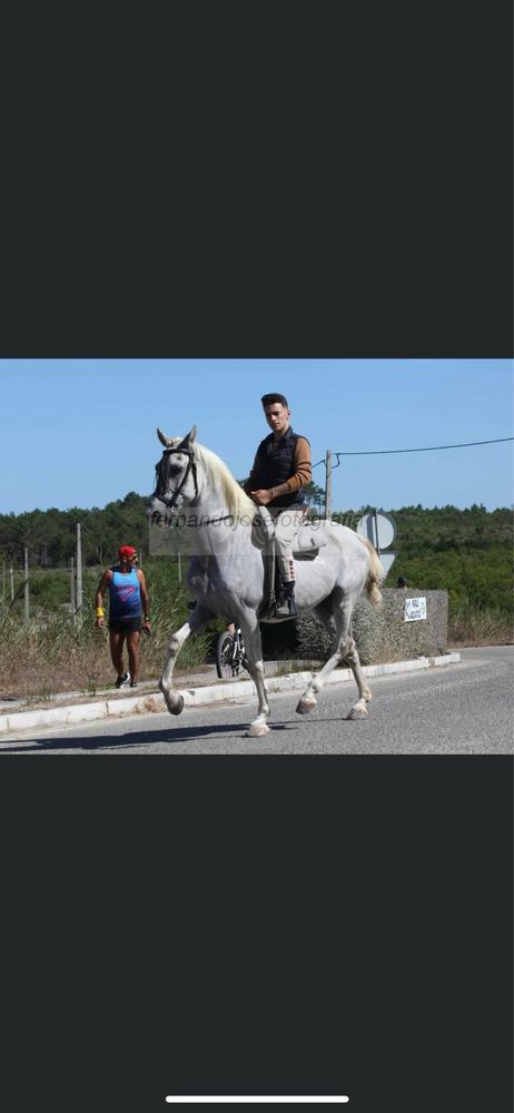 Para venda cavalo capado