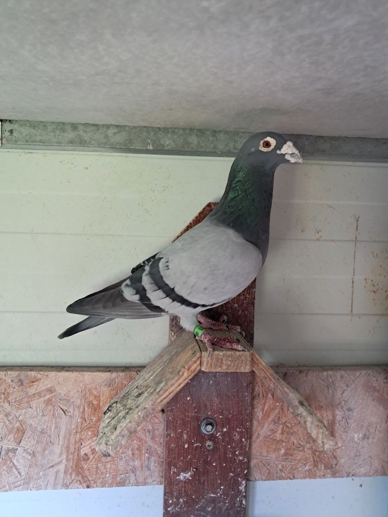 Pombo reprodutor (macho)