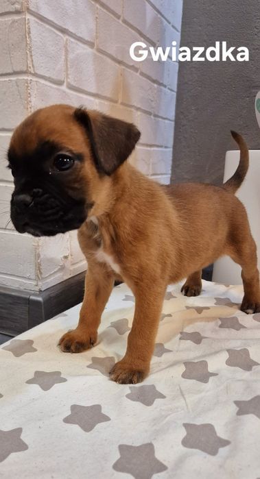 Szczeniak bokser suka