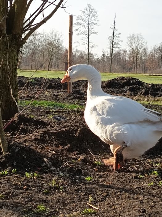 Sprzedam dorosłego gąsiora
