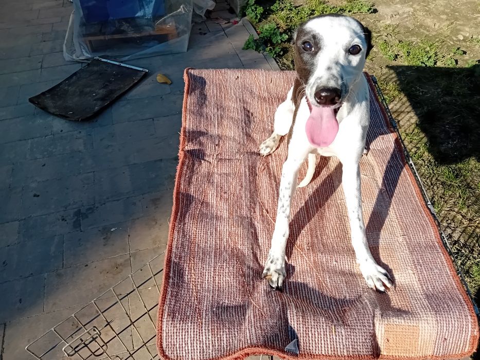 Sprzedam Uroczą Suczkę Charta Angielskiego ( Whippet)