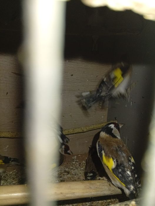 Criador número 562598