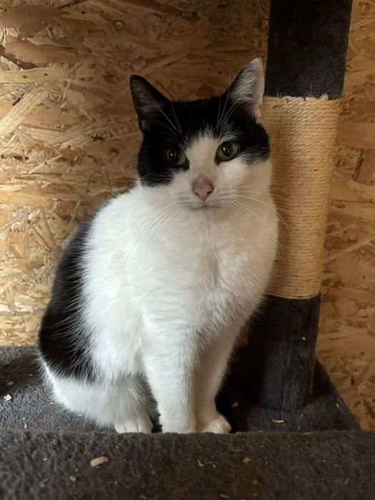 Ofelia - młoda kotka do adopcji