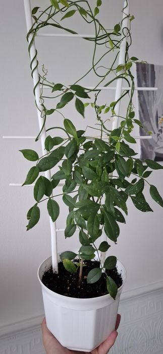 Пандорея жасміновидна