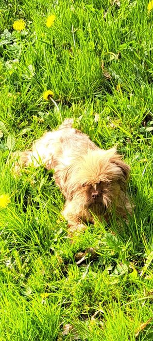 Dorosła suczka czekoladowa Shih Tzu