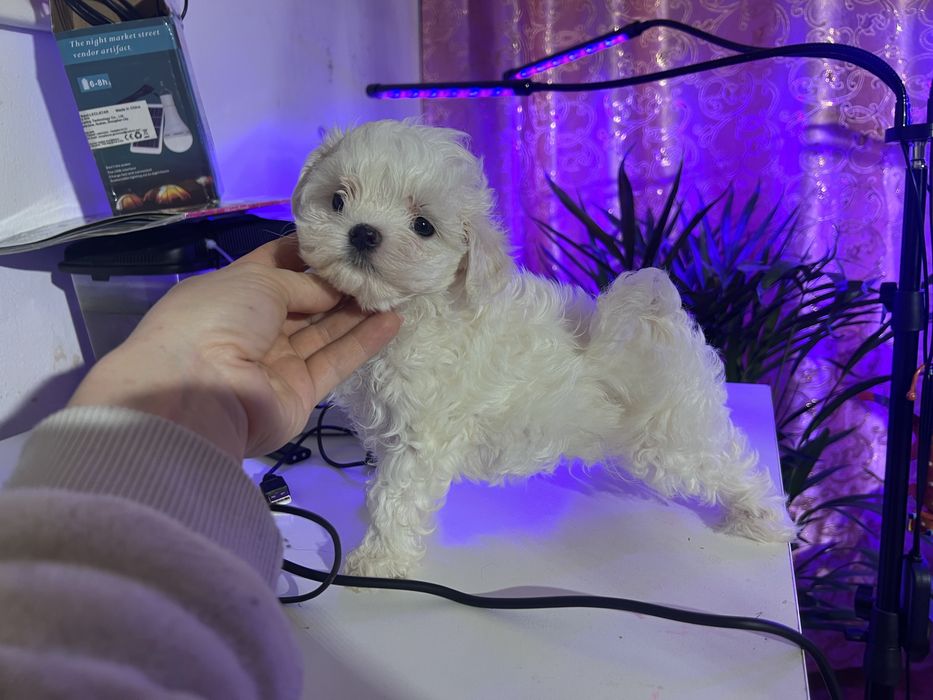 Maltańczyk chłopak