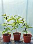 Plantas Ora-Pro-nobis