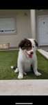 Border collie.. macho