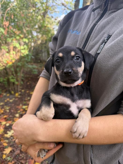 Solea suczka szczeniak do adopcji