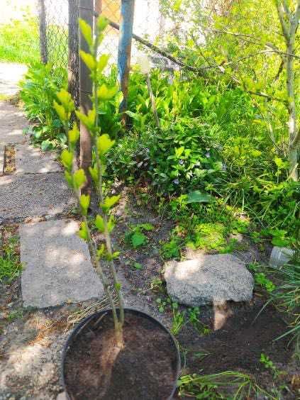 Sadzonki hibiskusa wysokość oko 40 cm