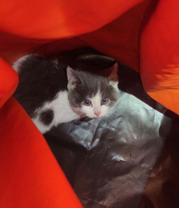 Котенок, чудесная Девочка! Отдается)