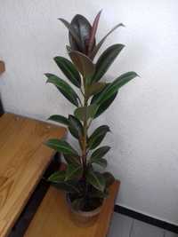 Фикус каучуконосный Ficus elastica Неприхотливое комнатное растение