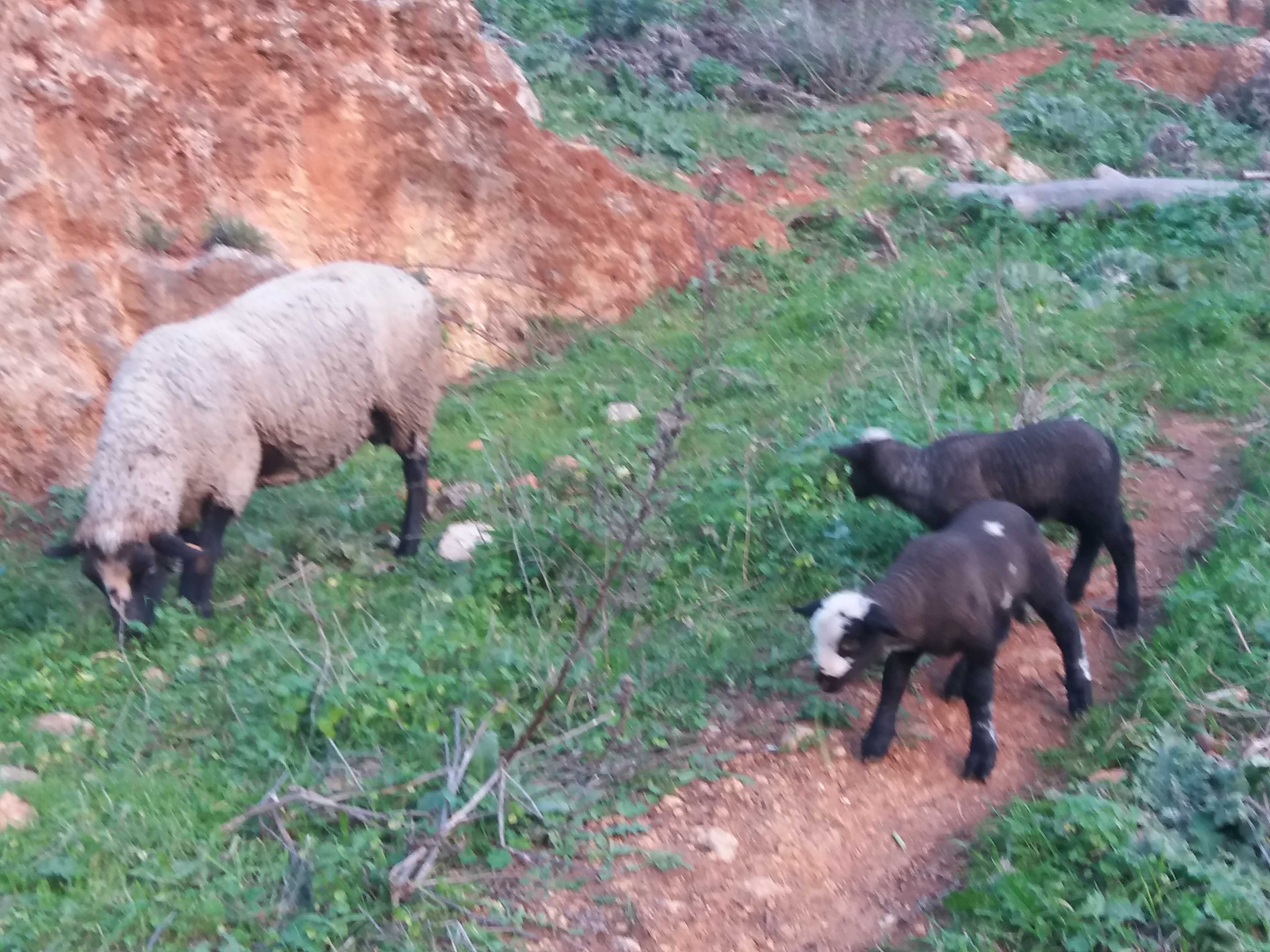 Borregos e Borregas para criação, Patos mudos.
