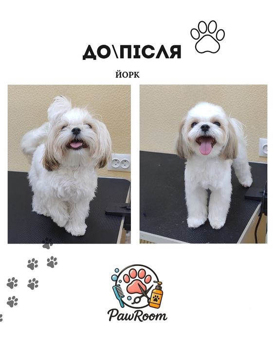 Послуги грумінгу, грумінг, грумер, стрижка котів собак