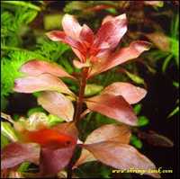 Ludwigia Repens Red Roślina Akwariowa-Akwarium