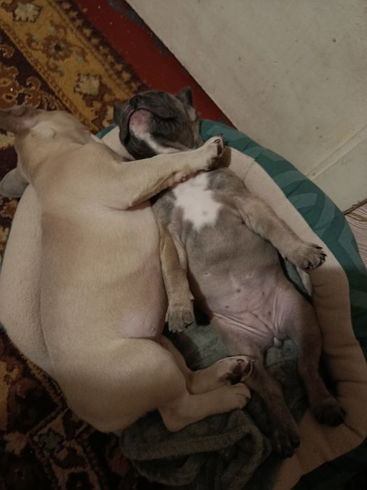 Французский бульдог,игривая девочка