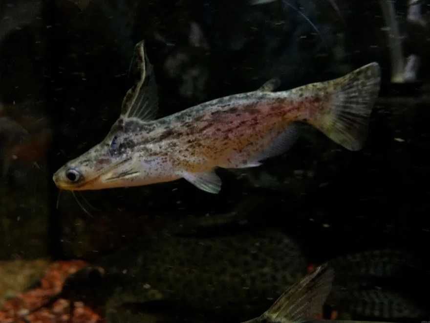 Ryba Sumik Fishera Rarytas