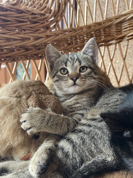 Віддам кошенят у добрі руки