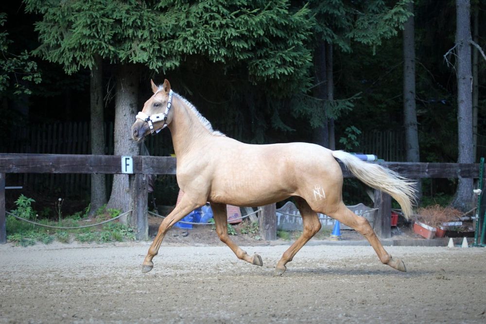 Klacz palomino po Opoque old dressage palomino filly