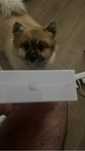 Airpods 3 Ger Orig
