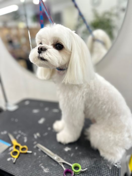 Грумінг , стрижка собак, лівий берег Дніпро