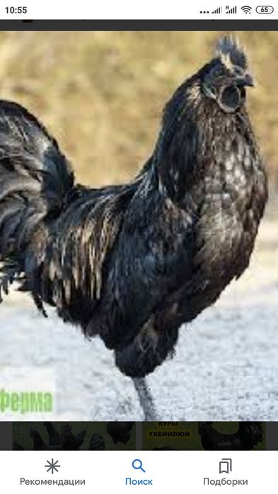 Продам инкубационное лечебное яйцо синь синь дянь, лакеданзи, ухейилюй