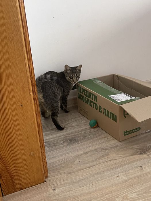 Кошенята хочуть в добрі руки