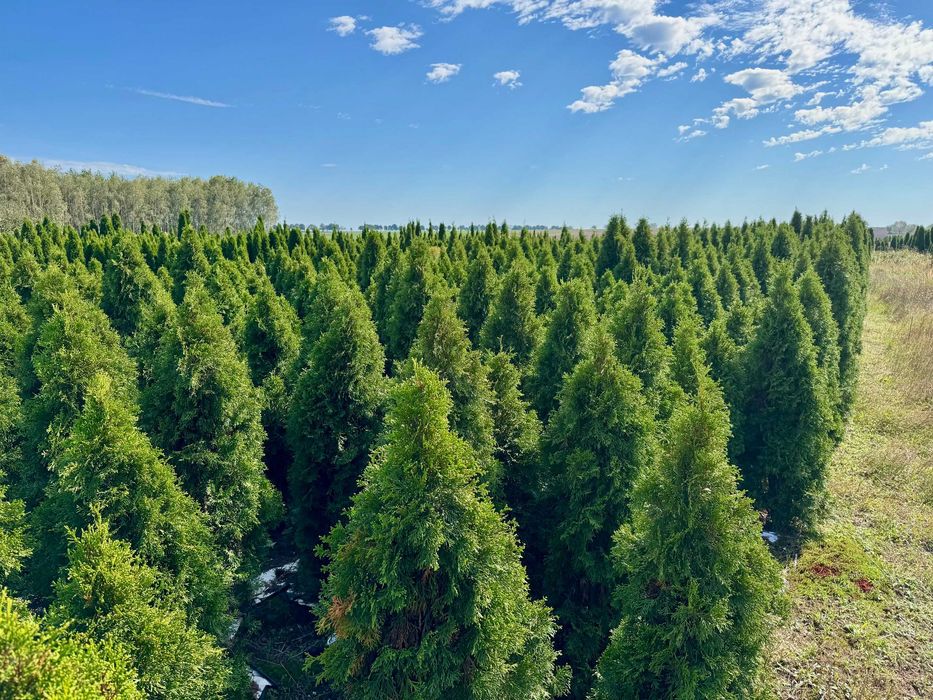 Tuje szmaragd plantacja - sprzedam całość lub część