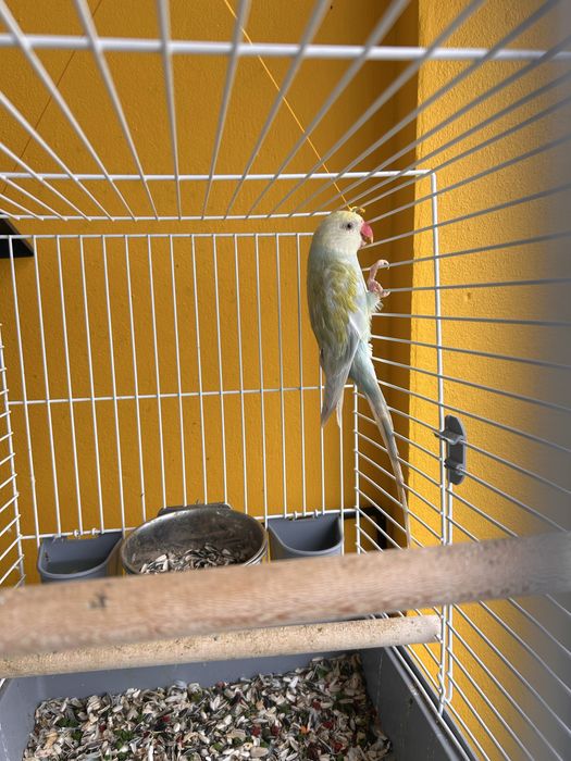 Ring Neck Palido- Macho