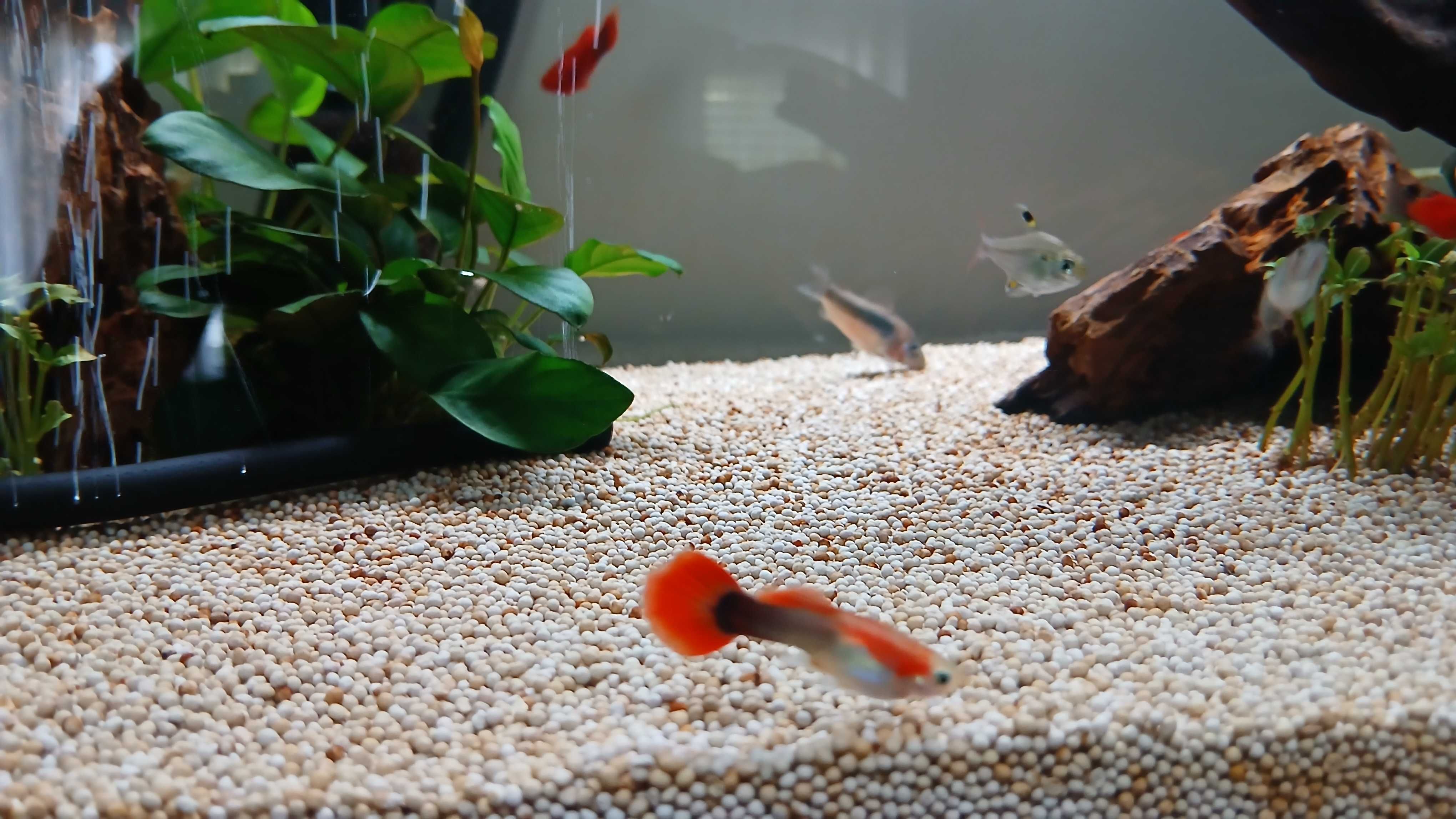 2 guppy macho rabo vermelho